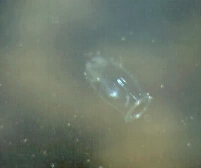Sea Gooseberry